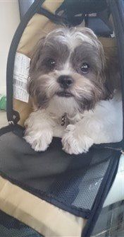 shih tzu on plane