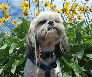 Shih Tzu Summer Heat Issues And Care Guidelines