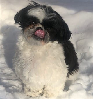 Taking Care of a Shih Tzu in the Winter