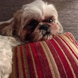 shih tzu aggressive to other dogs