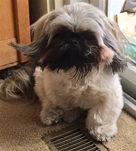 dog lethargic after bee sting