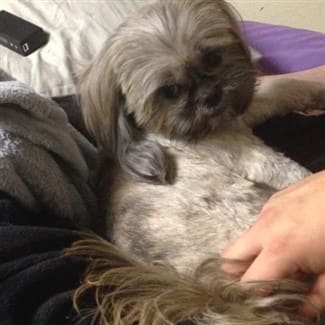 Shih Tzu Sleep And All Sleeping Issues