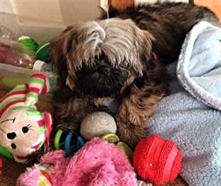 toys for shih tzu puppies