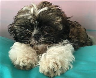 Shih Tzu Informaton Center | Puppy Care