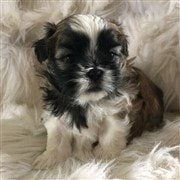 Shih Tzu Behavior Puppies And Adult Dogs