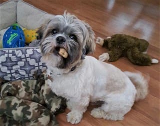 how to stop my shih tzu from barking