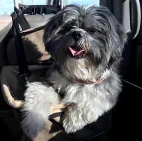 shih tzu flea treatment