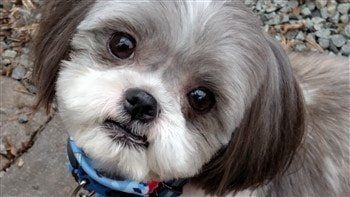 teddy bear faces shih tzu puppies