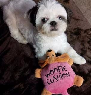 do shih tzus have dander