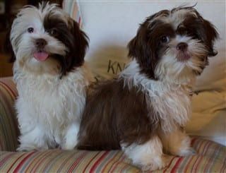 how to train a shih tzu puppy not to bark