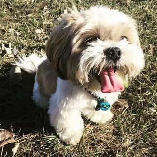 best dog food for shih tzu with skin allergies