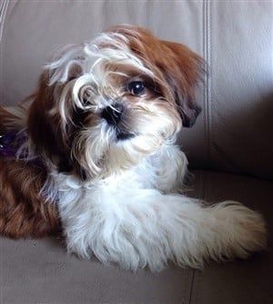 15 Top Images Shih Tzu Puppy Cut / Adorable Shih Tzu Grooming Styles Lovetoknow