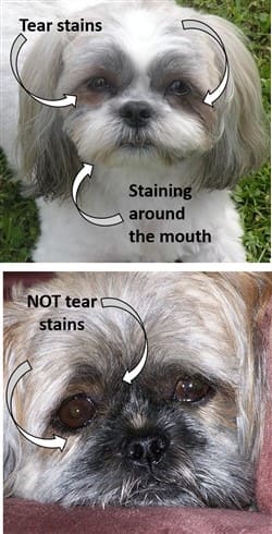 filtered water for dog tear stains