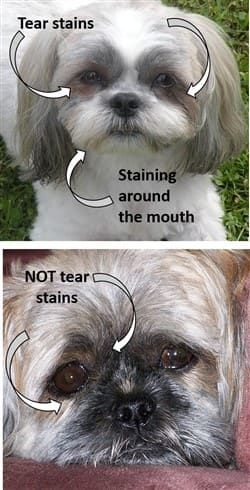 shih tzu hair loss treatment