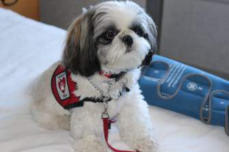 Shih Tzu Therapy Dogs