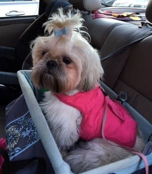 Shih Tzu Travel Topics