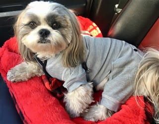 Clothing For Shih Tzu Puppies and Dogs