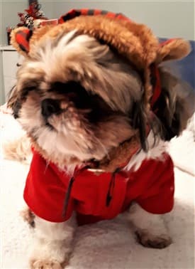 shih tzu dog coats