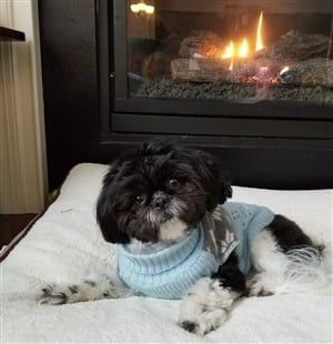 winter coats for shih tzus