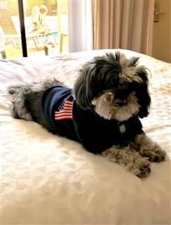 shih tzu constantly scratching