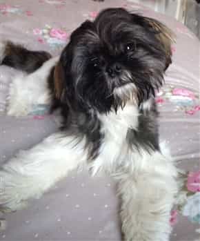 shih tzu flea treatment