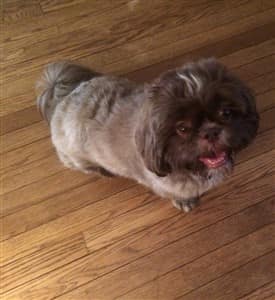 shih tzu licking paws