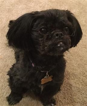 black male shih tzu