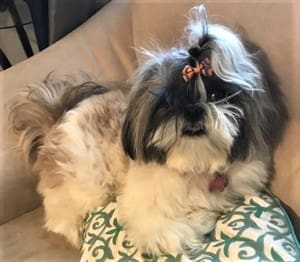 original shih tzu images