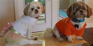 winter coats for shih tzus