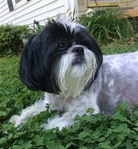 shih tzu stains around mouth