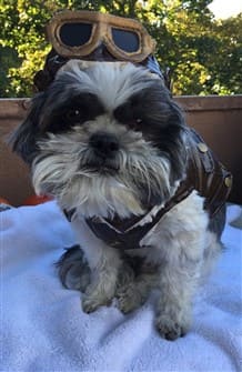 vitamins for pregnant shih tzu