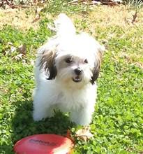 solid white shih tzu