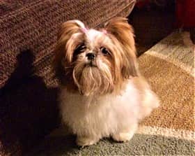 deworming medicine for shih tzu