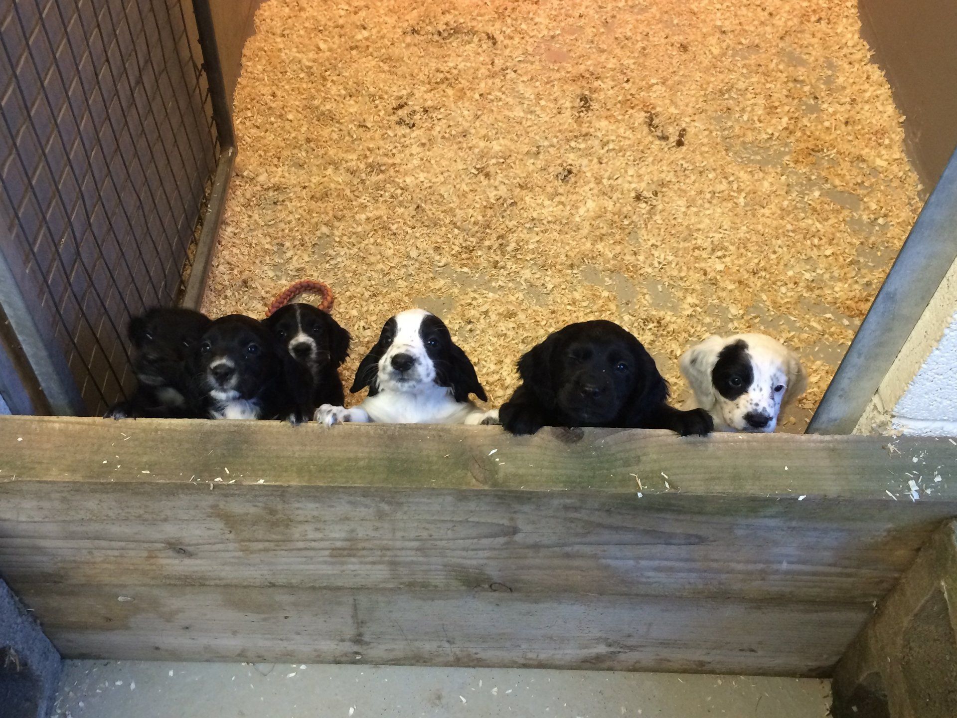 Dog boarding by Church Farm Kennels