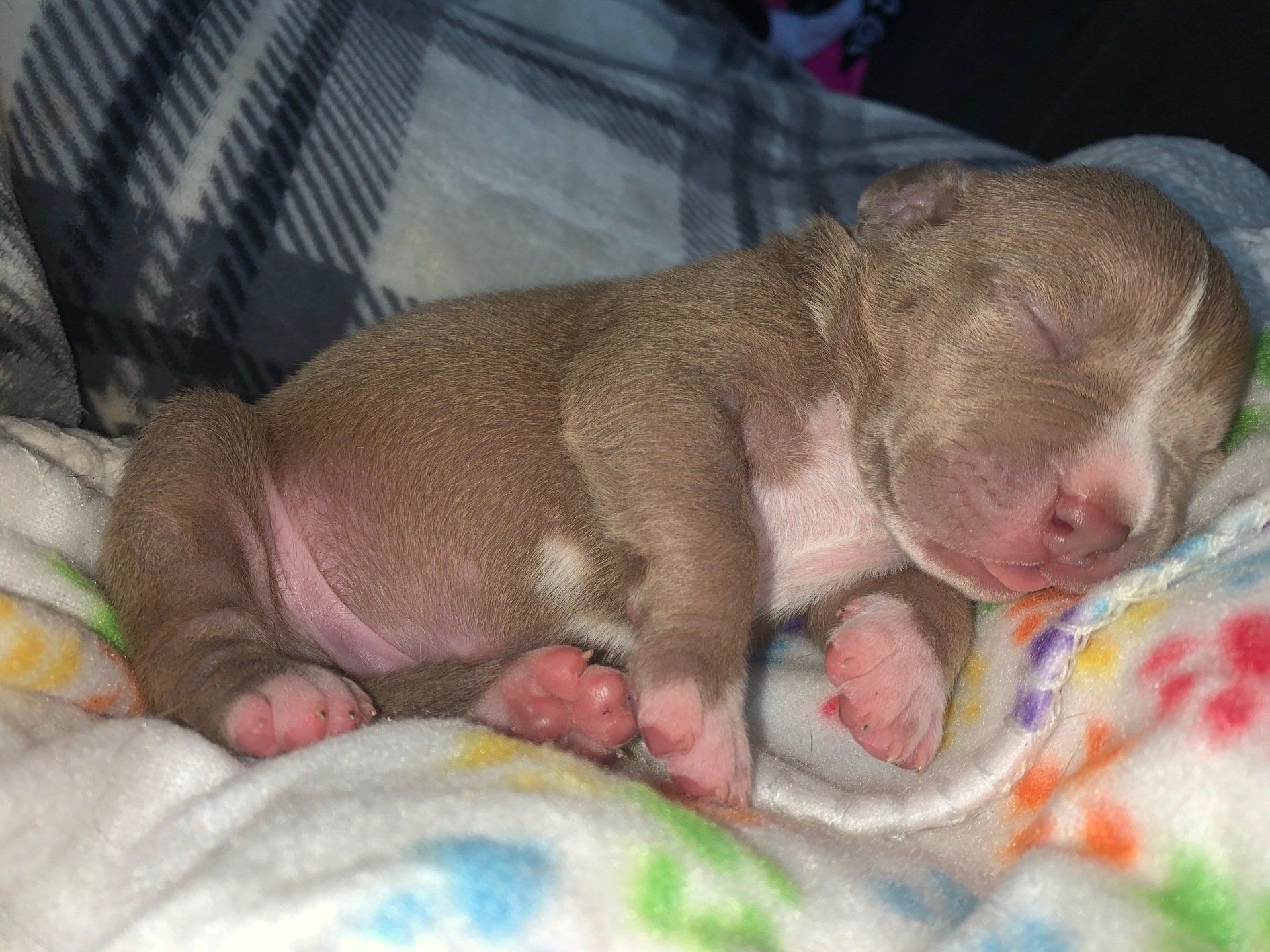 Sin City Pits Las Vegas Puppies For Sale Xl Pitbulls