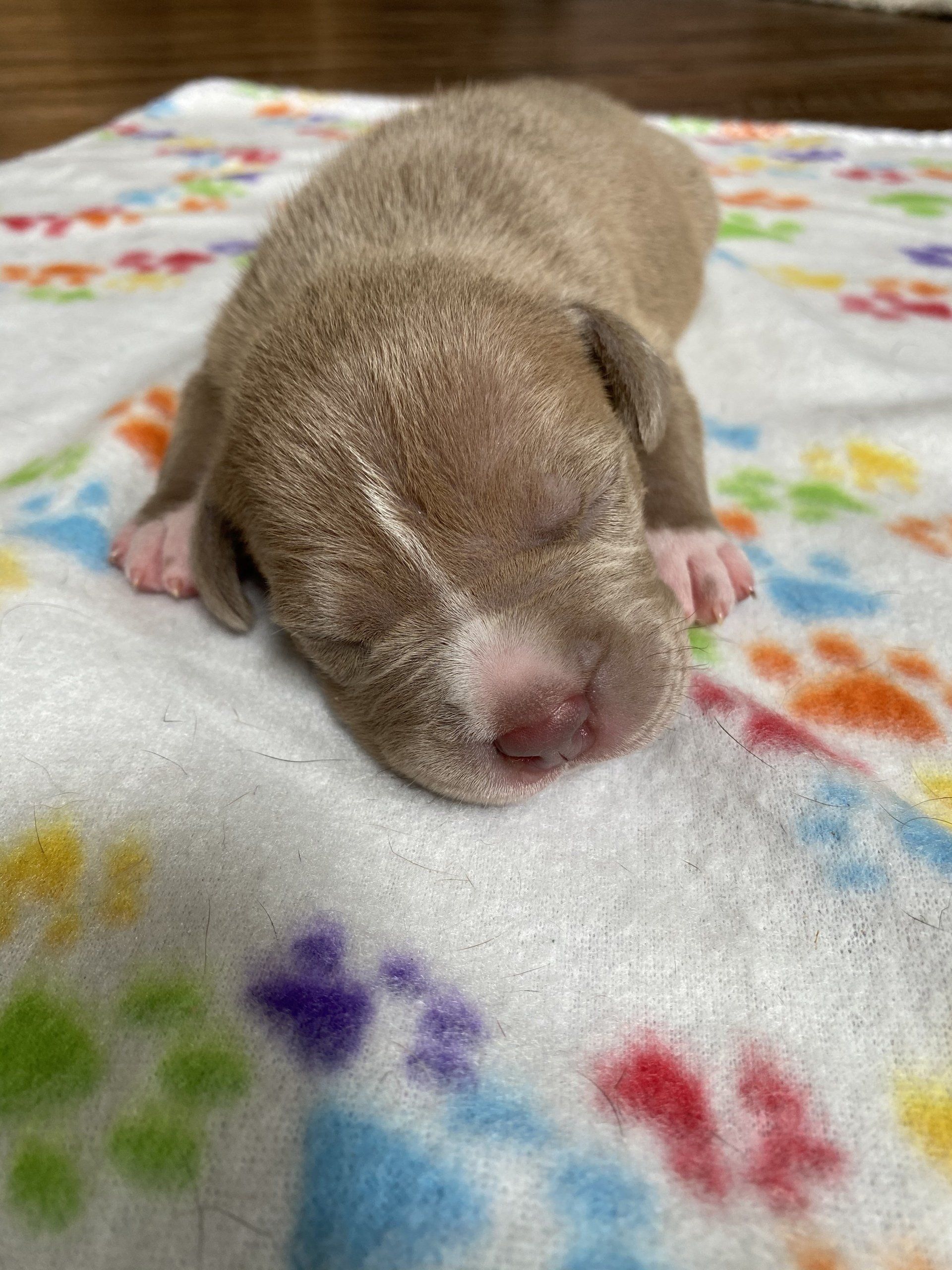 Sin city pits las vegas puppies for sale xl pitbulls