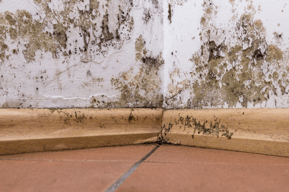 How to Detect Hidden Mold in North Atlanta Homes