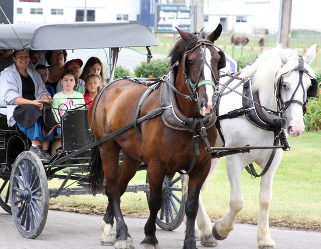 aisfor amish buggy rides