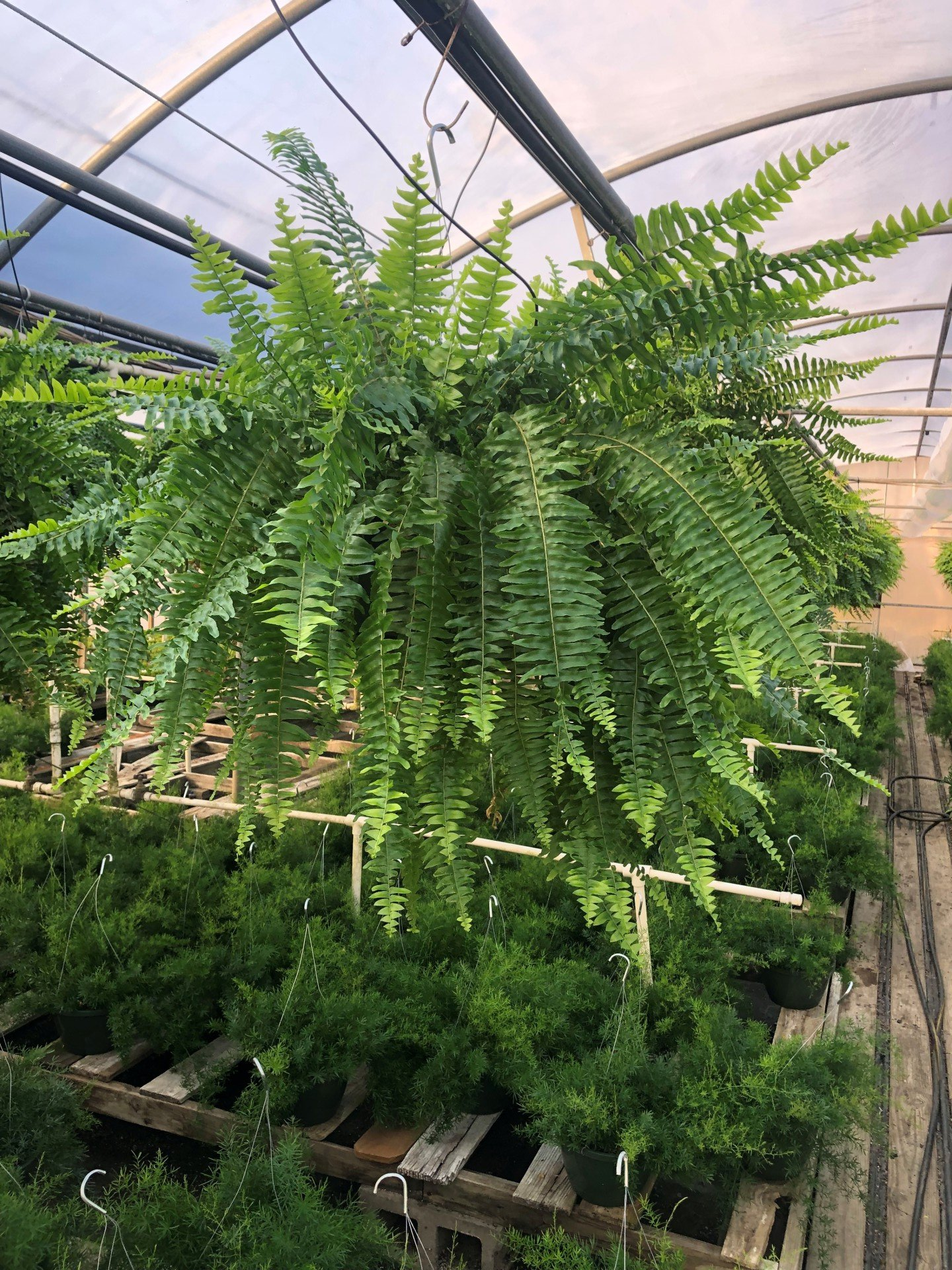 Garden Center Wilmington, NC House &amp; Bedding Plants