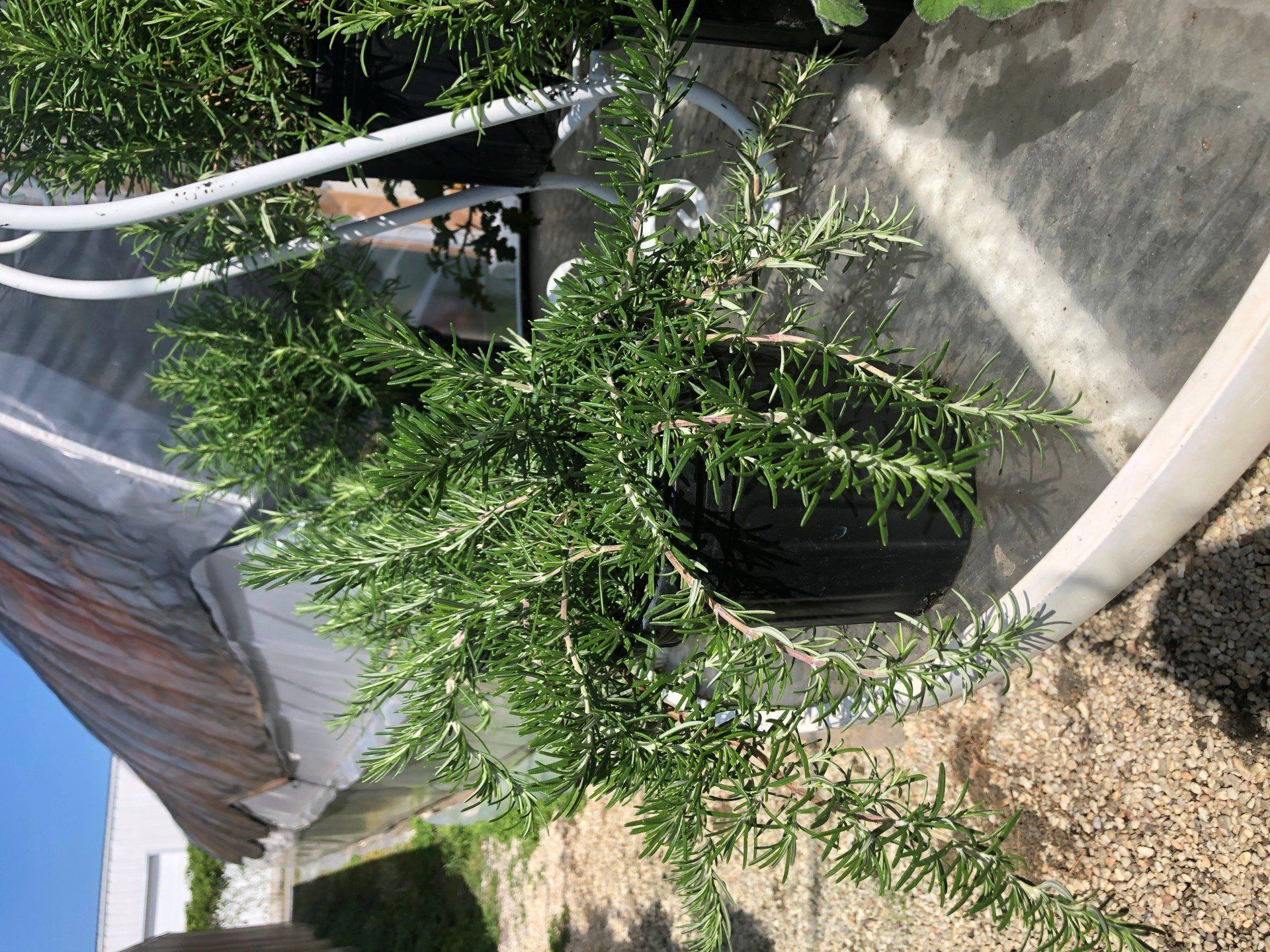 Garden Center Wilmington, NC House &amp; Bedding Plants