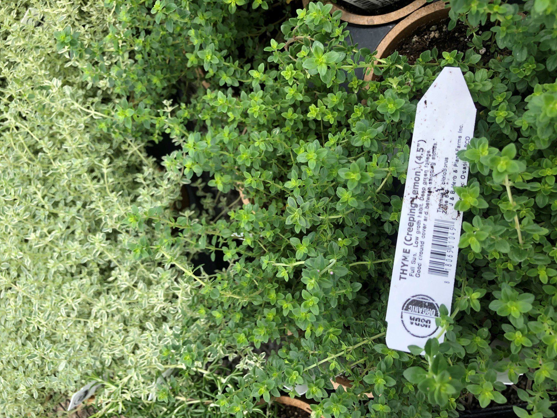 Garden Center Wilmington, NC House & Bedding Plants