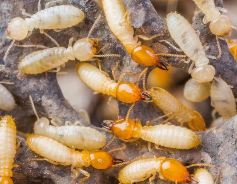 Termite Treatment Odessa Tx Pest Exterminator In Odessa Tx