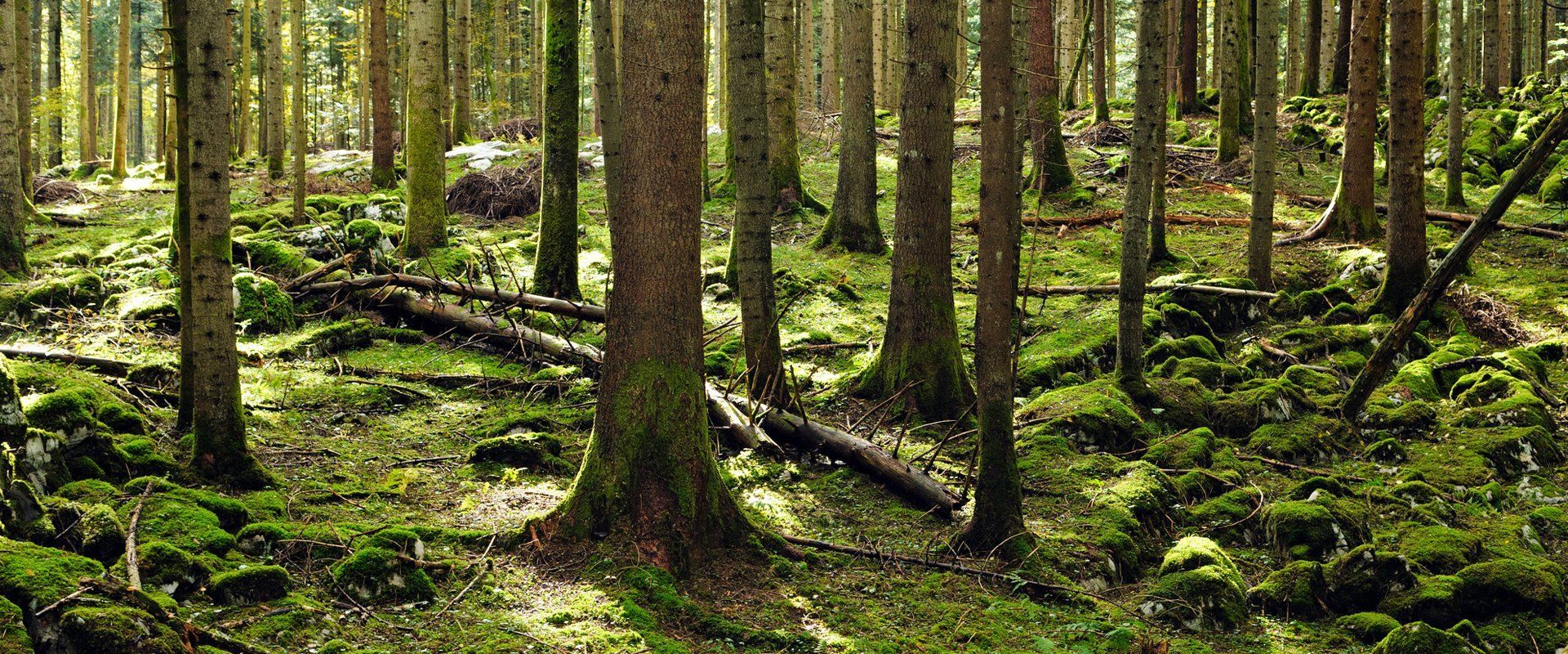 Tree Conservation NT Trees
