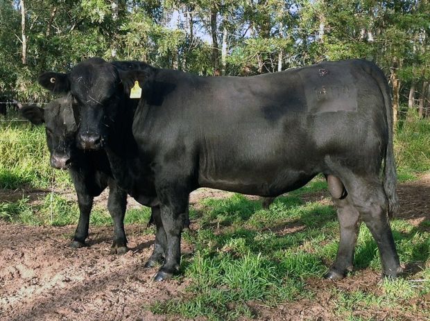 Cochrane Angus - Jimboomba, QLD - Bulls For Sale