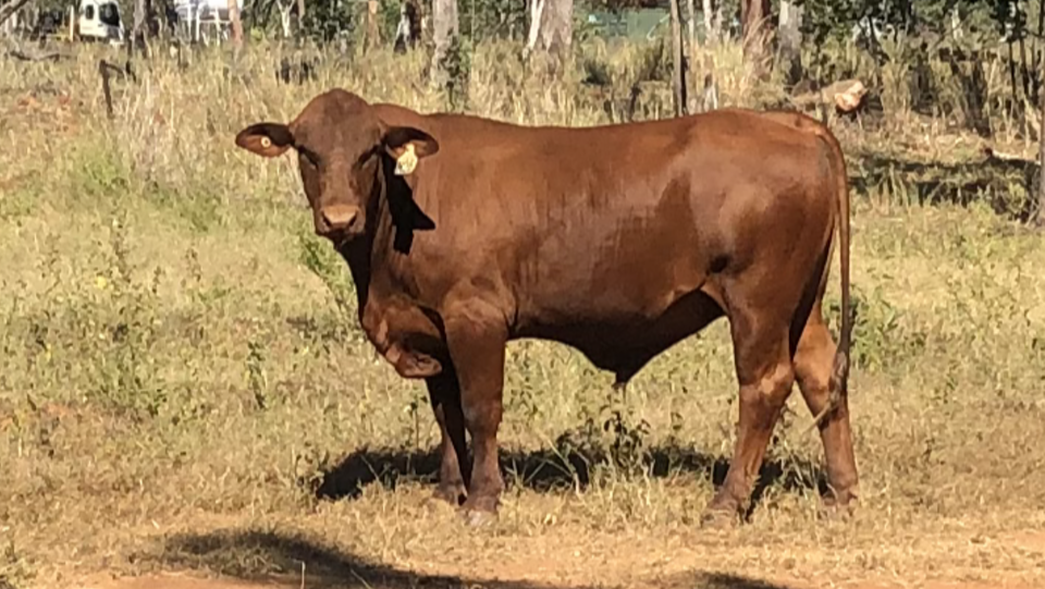 Bulls for sale Gouron Creek Senepol