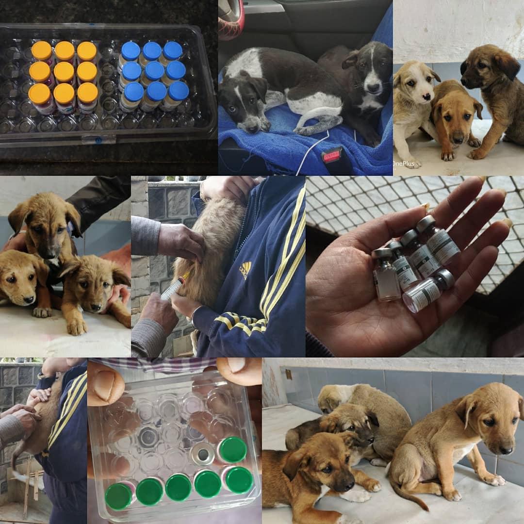 Stray to Play Our Partners