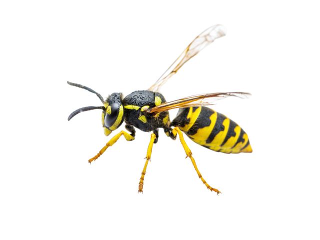flying insect control