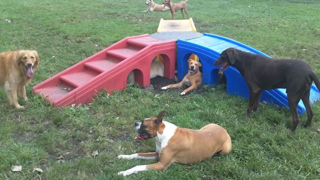 last minute dog boarding near me