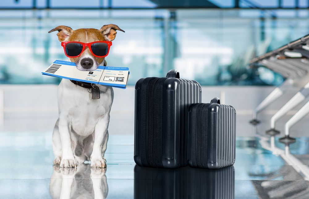 Malibu Pet Hotel | Pet Boarding