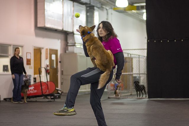 puppy training boot camp